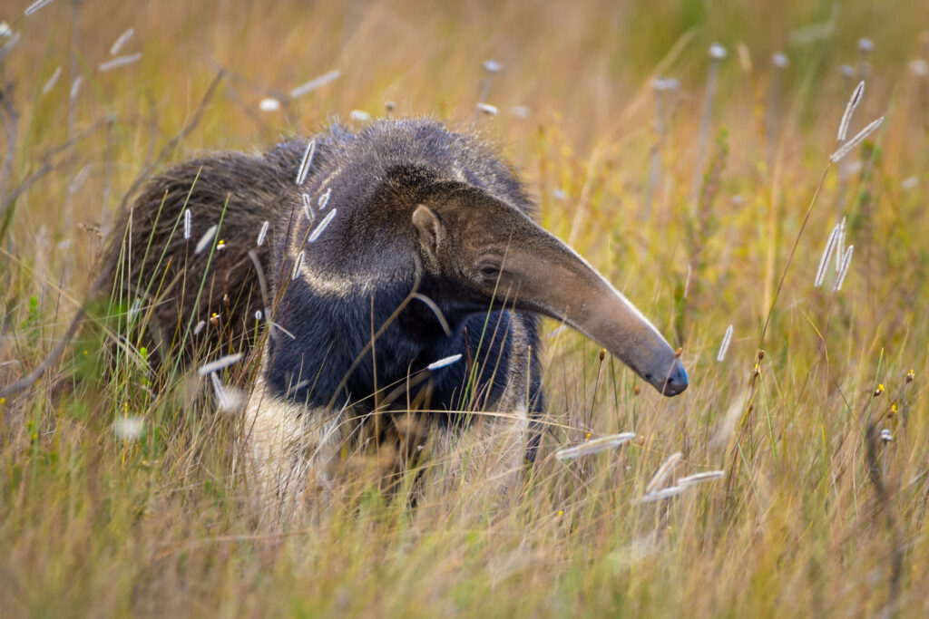 Oso Hormiguero en el Chaco Paraguayo.