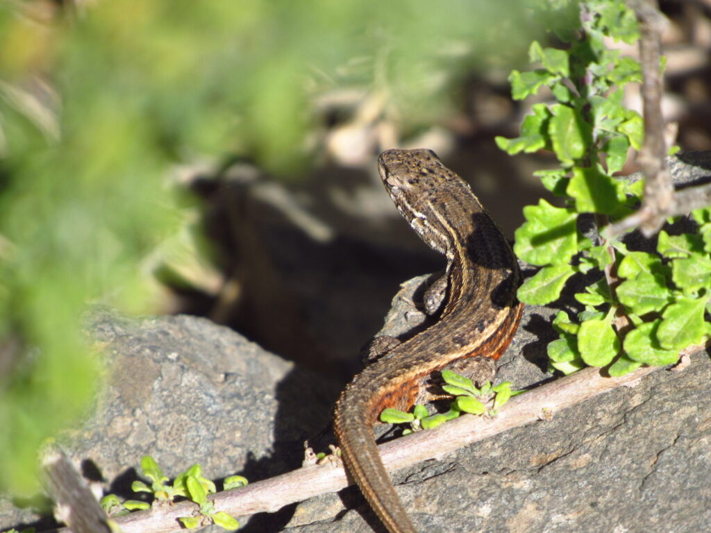 Liolaemus fuscus. Créditos: Bastian Riveros Flores.