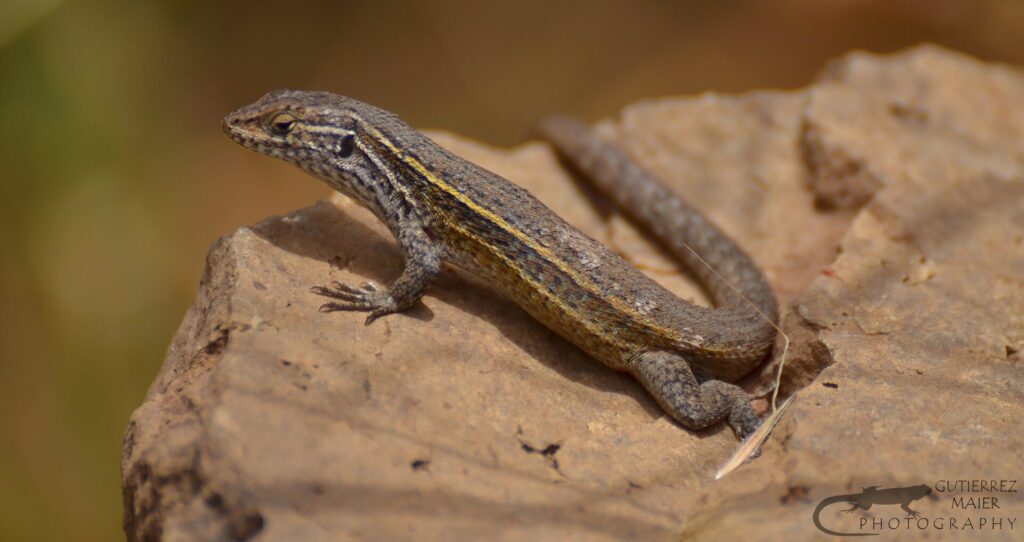 Liolaemus fuscus. Créditos: Pablo Gutiérrez Maier.