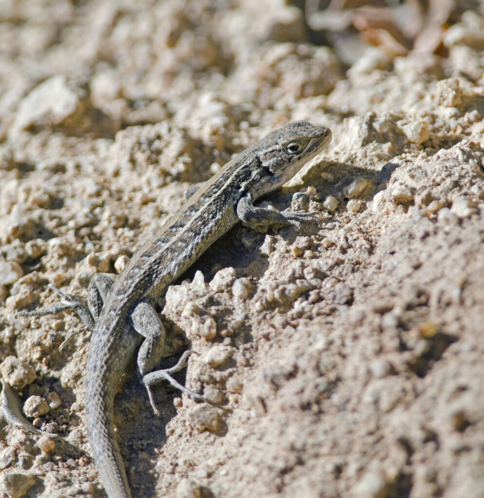 Liolaemus lemniscatus. Créditos: Josh van der Meulen.