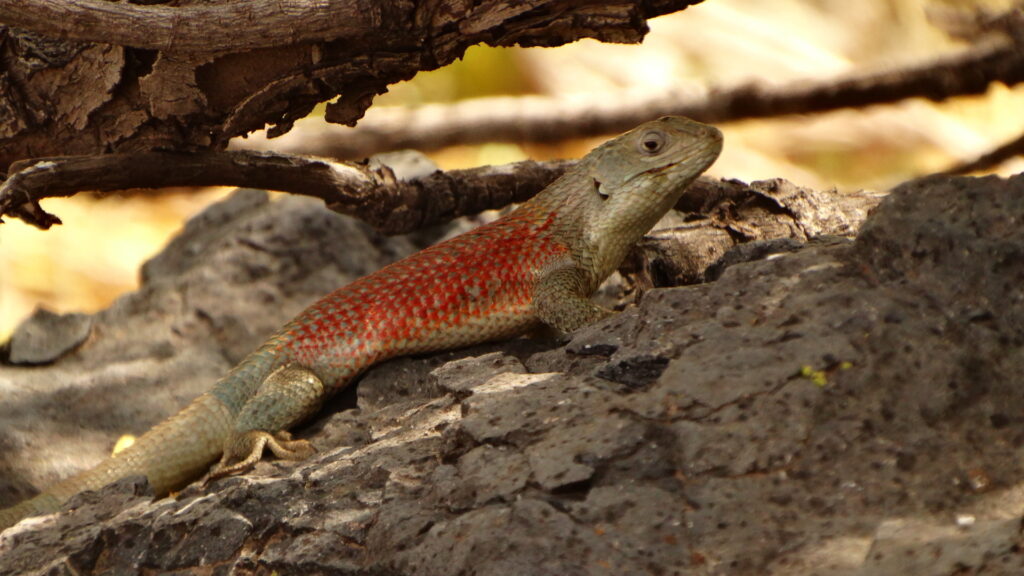 Liolaemus nitidus. Créditos: Diegogear.