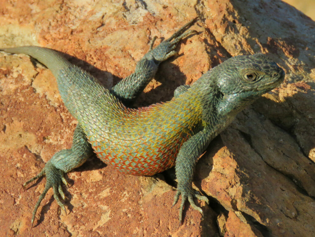 Liolaemus nitidus. Créditos: Eneas Acevedo Gutiérrez.