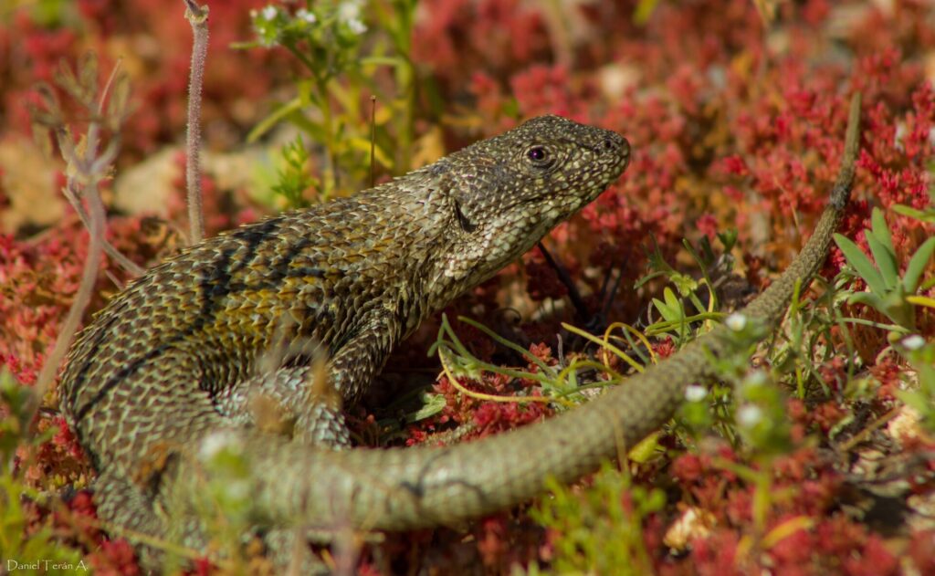 Liolaemus nitidus. Créditos: taller_alas.