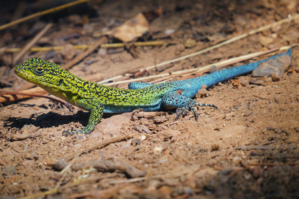 Liolaemus tenuis. Créditos: Claudio Maureira.