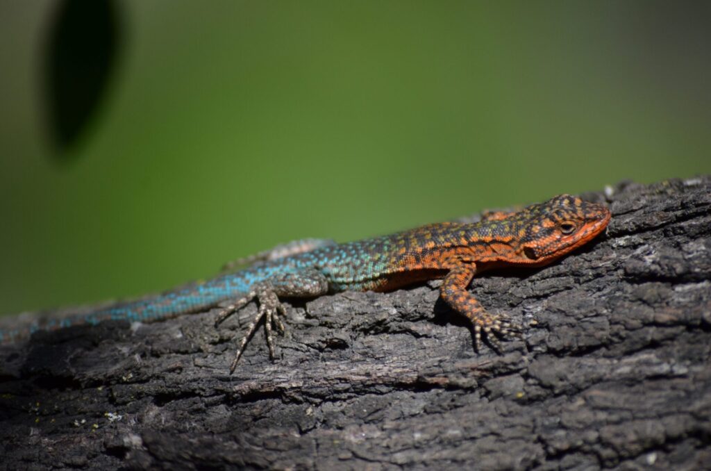 Liolaemus tenuis. Créditos: Ivan Vargas.