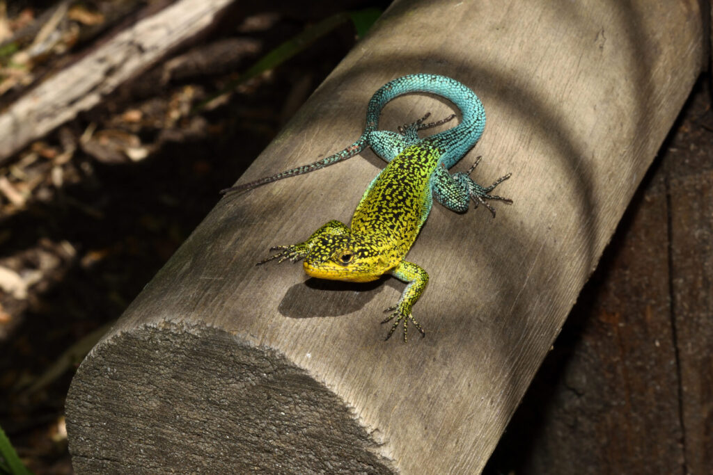 Liolaemus tenuis. Créditos: Leonardo Mondaca Lara.