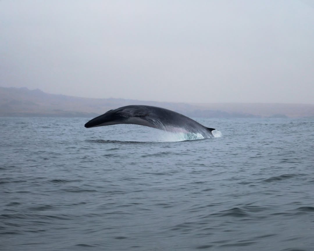 «Extremadamente raro»: Captan salto completo de la ballena fin en el norte de Chile