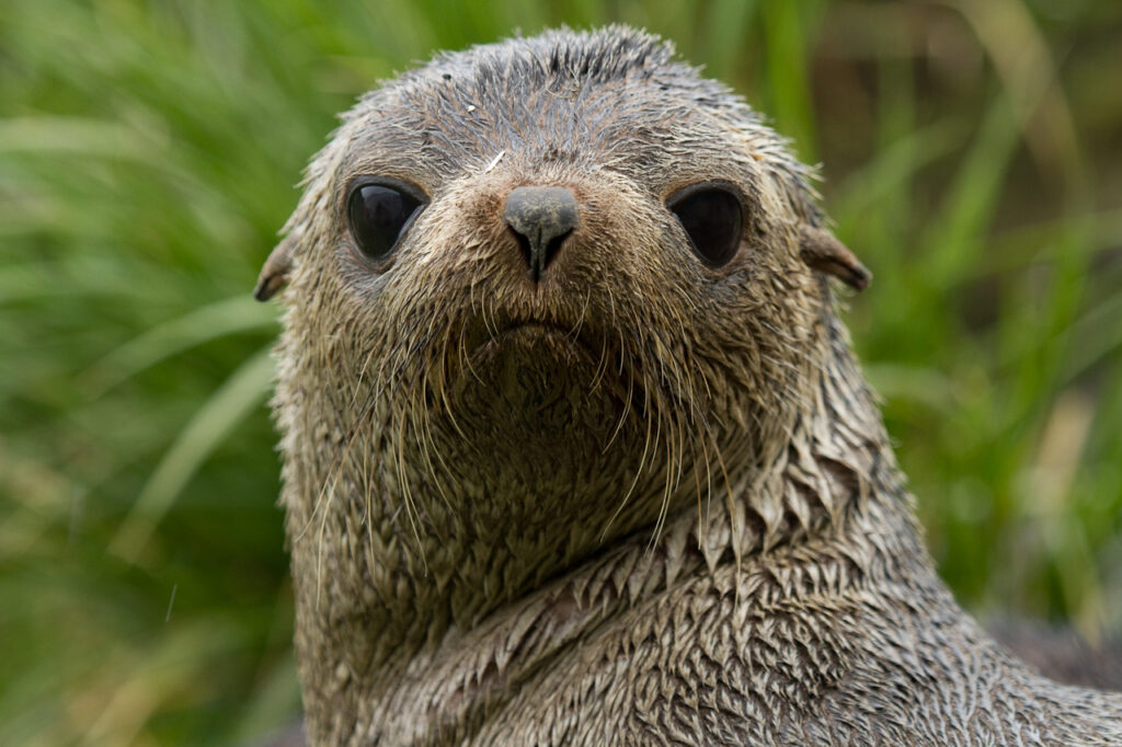 Lobo fino antártico (Arctocephalus gazella). Créditos: ©David Robichaud