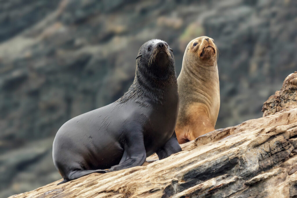 Lobo fino (Arctocephalus australis) y lobo marino común (Otaria flavescens). Créditos a Guivo Pavez