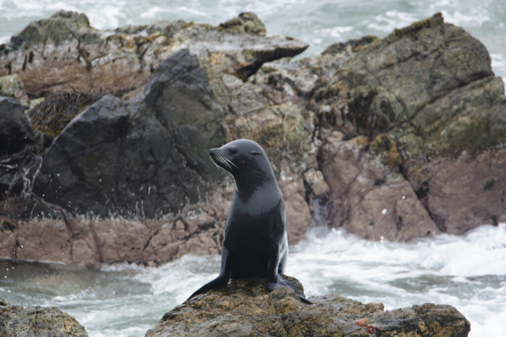 Lobo fino austral (Arctocephalus australis). Créditos: ©David F. Belmonte