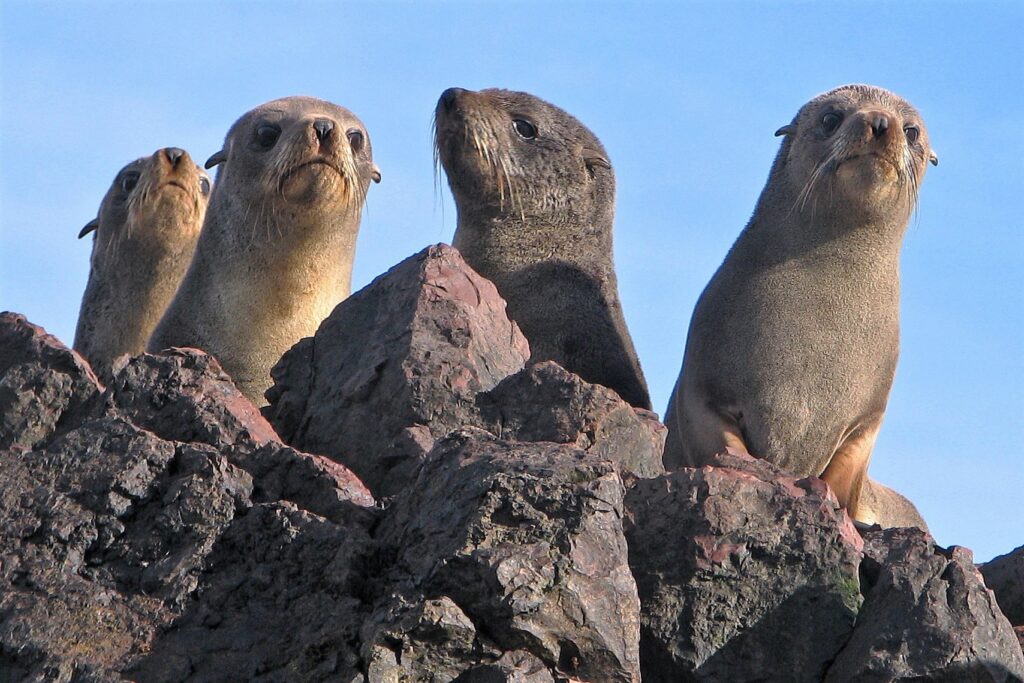 Lobo fino austral (Arctocephalus australis). Créditos: ©Hugo Hulsberg