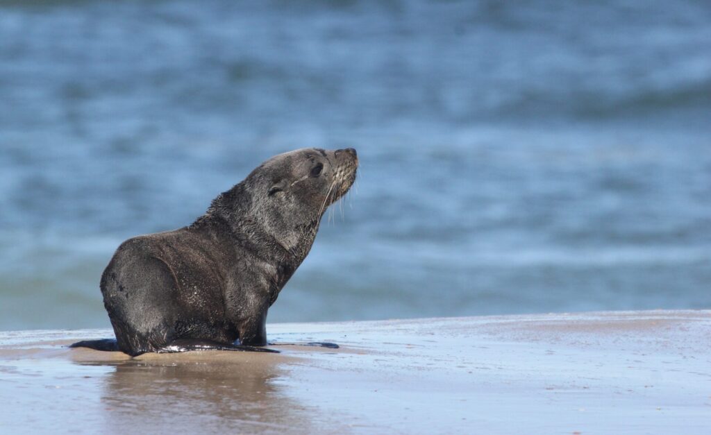 Lobo fino austral (Arctocephalus australis). Créditos: ©Leo Lagos