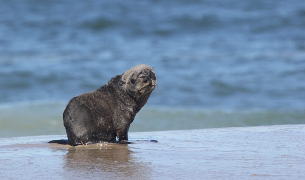 Lobo fino austral (Arctocephalus australis). Créditos: ©Leo Lagos