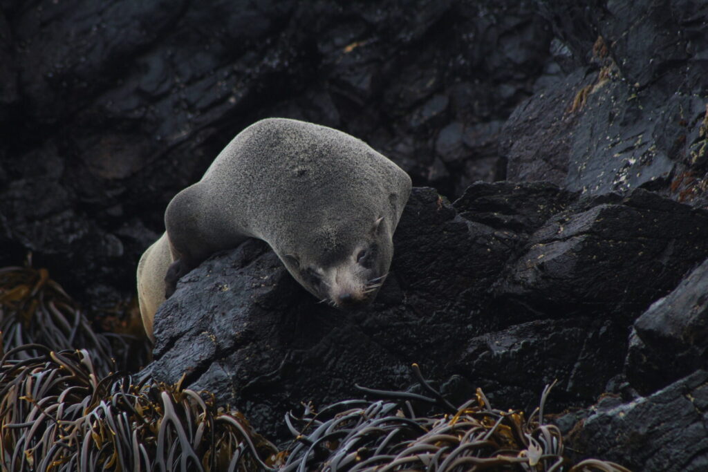 Lobo fino austral (Arctocephalus australis). Créditos: ©Tamara Núñez