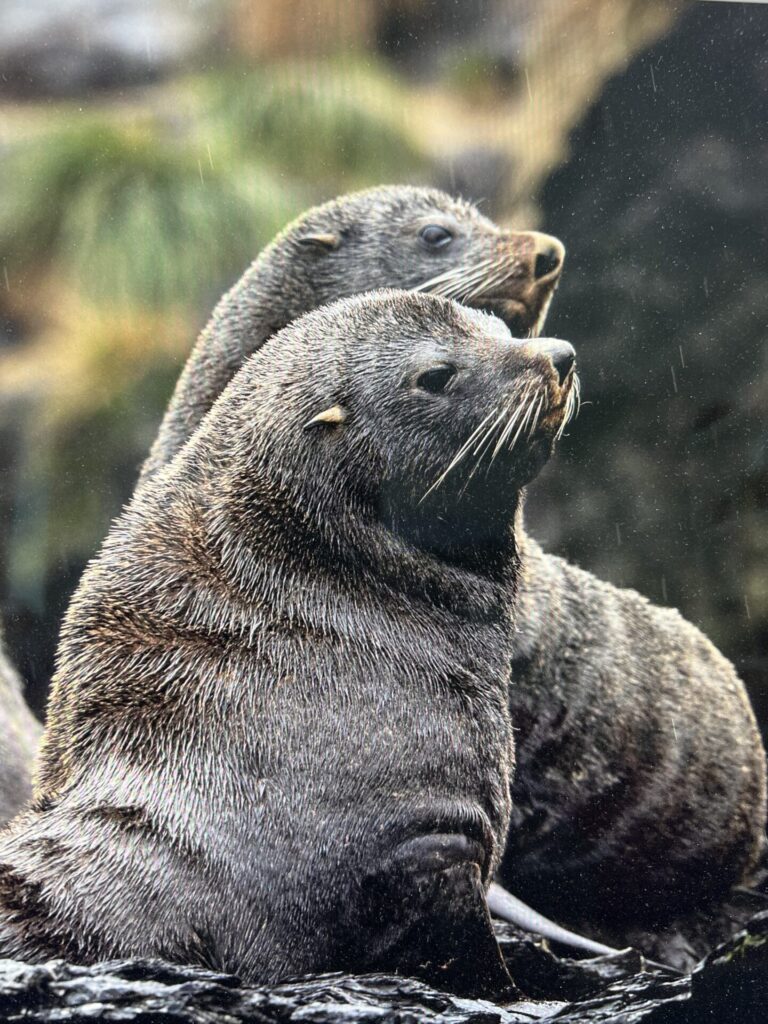 Lobo fino austral (Arctocephalus australis). Créditos: ©@ajtesm INaturalist