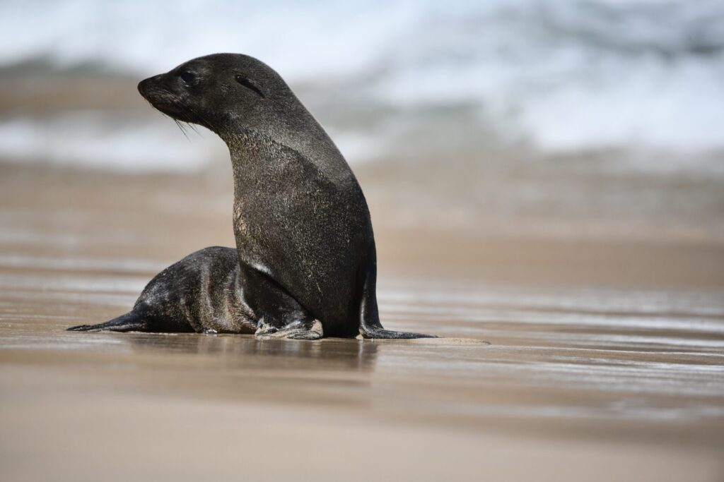 Lobo Fino de Juan Fernández (Arctocephalus philippii). Créditos: ©Flavien Saboureau
