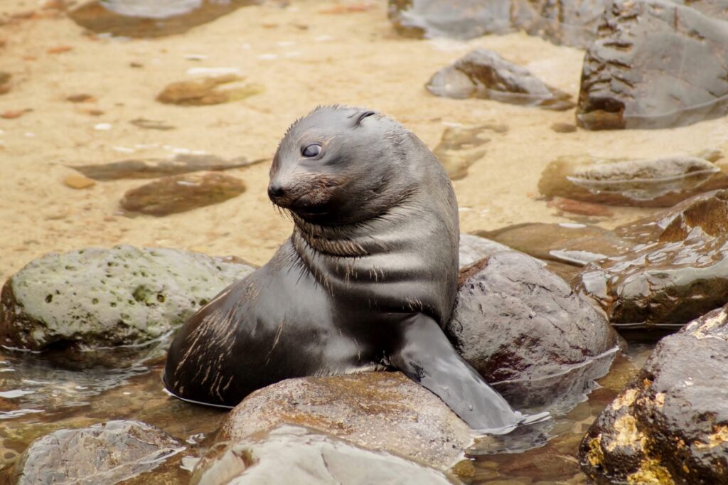 Lobo Fino de Juan Fernández (Arctocephalus philippii). Créditos: ©Hederd Torres García