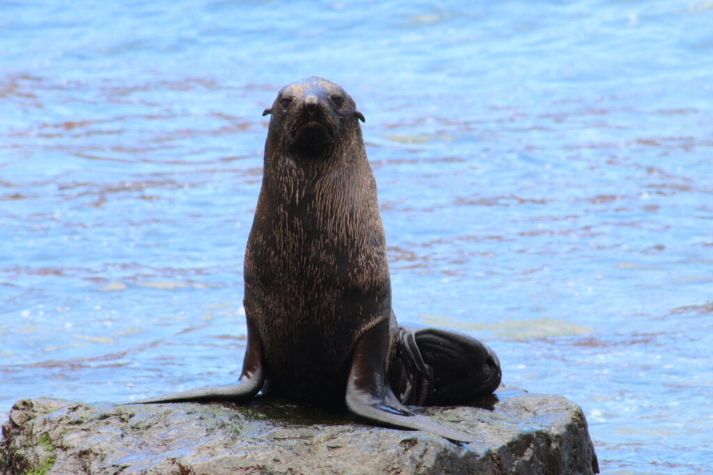 Lobo Fino de Juan Fernández (Arctocephalus philippii). Créditos: ©Jaime Rojas Benavides