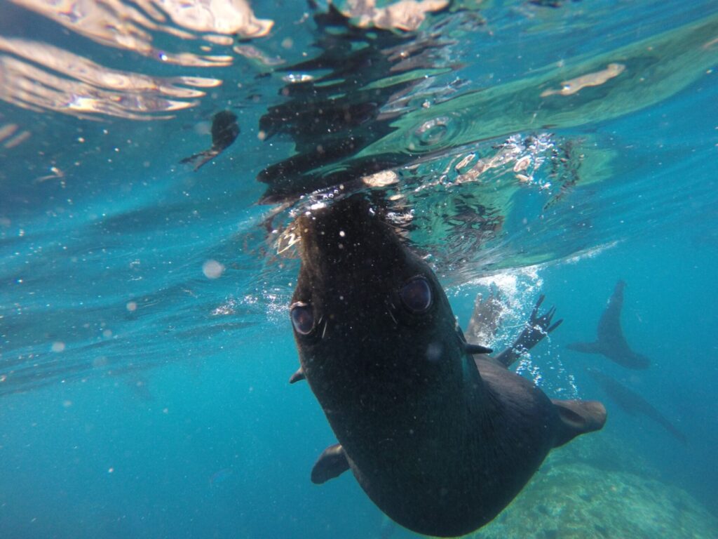 Lobo Fino de Juan Fernández (Arctocephalus philippii). Créditos: ©Pablo Fajardo