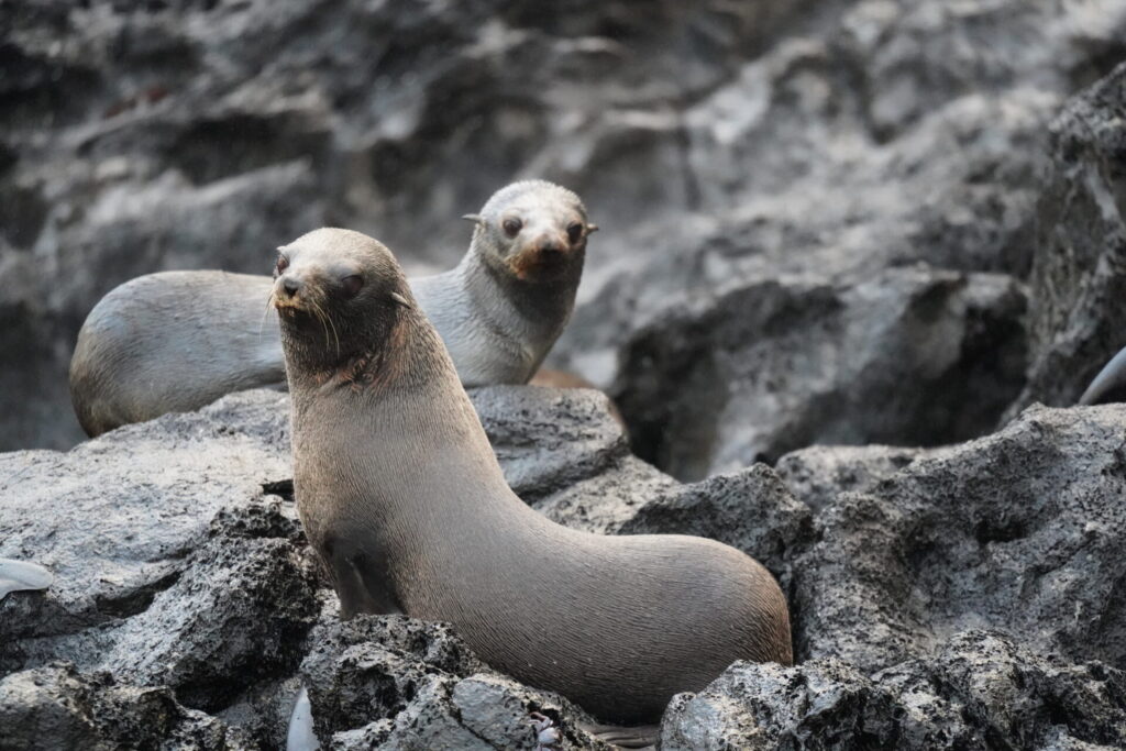 Lobo Fino de Juan Fernández (Arctocephalus philippii). Créditos: ©@lexitice INaturalist