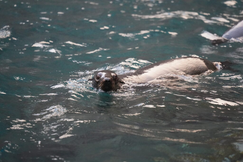Lobo Fino de Juan Fernández (Arctocephalus philippii). Créditos: ©@lexitice INaturalist