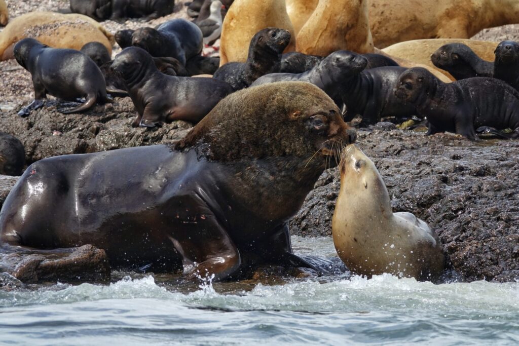Lobo marino común (Otaria flavescens). Créditos: ©Enzo Bonanno