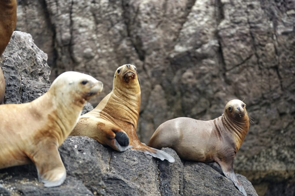 Lobo marino común (Otaria flavescens). Créditos: ©Enzo Bonanno