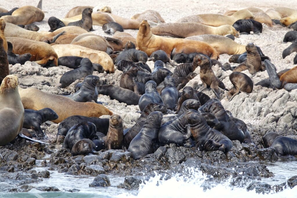 Lobo marino común (Otaria flavescens). Créditos: ©Enzo Bonanno