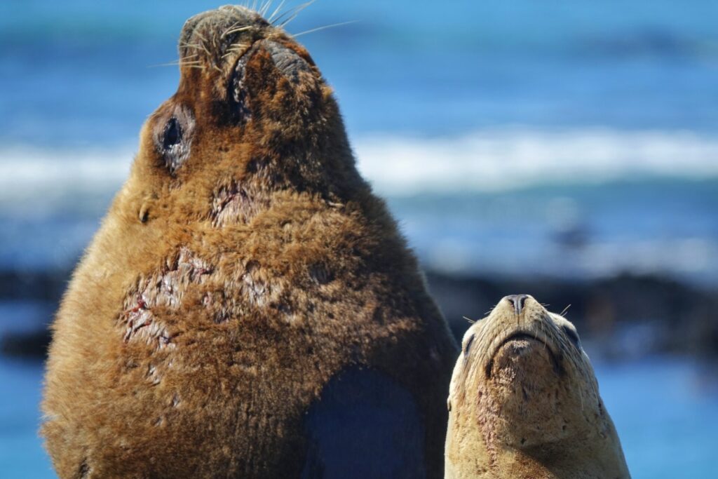 Lobo marino común (Otaria flavescens). Créditos: ©Enzo Bonanno
