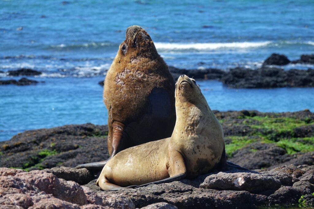 Lobo marino común (Otaria flavescens). Créditos: ©Enzo Bonanno