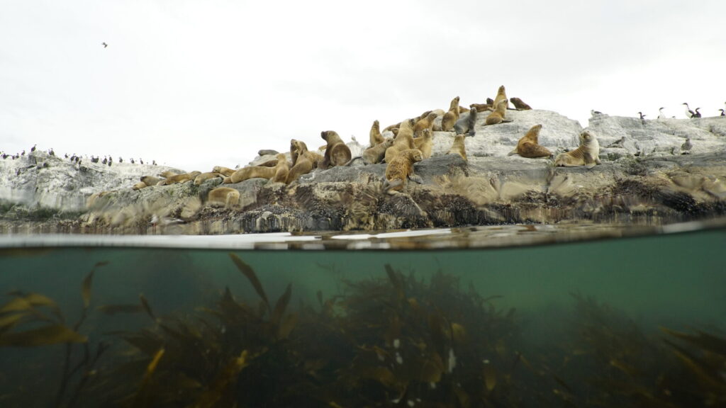 Lobo marino común(Otaria flavescens). Créditos: ©Mariano Rodriguez @argentinasubmarina
