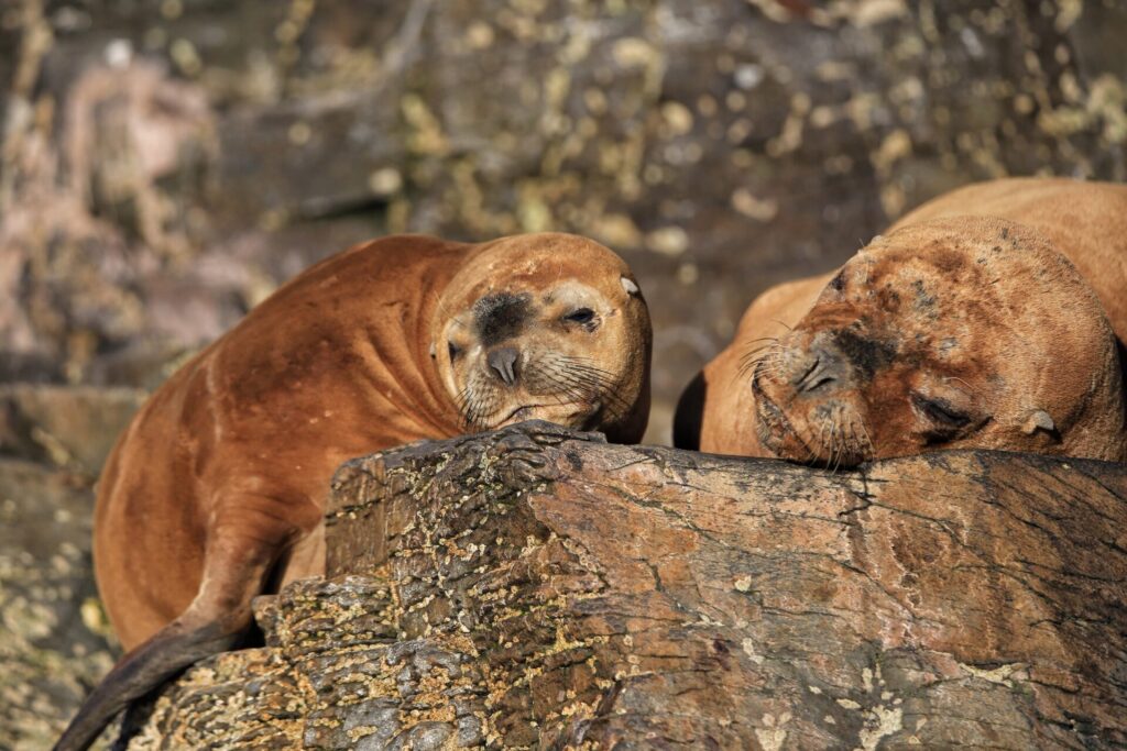 Lobo marino común (Otaria flavescens). Créditos: ©Sebastián Lescano