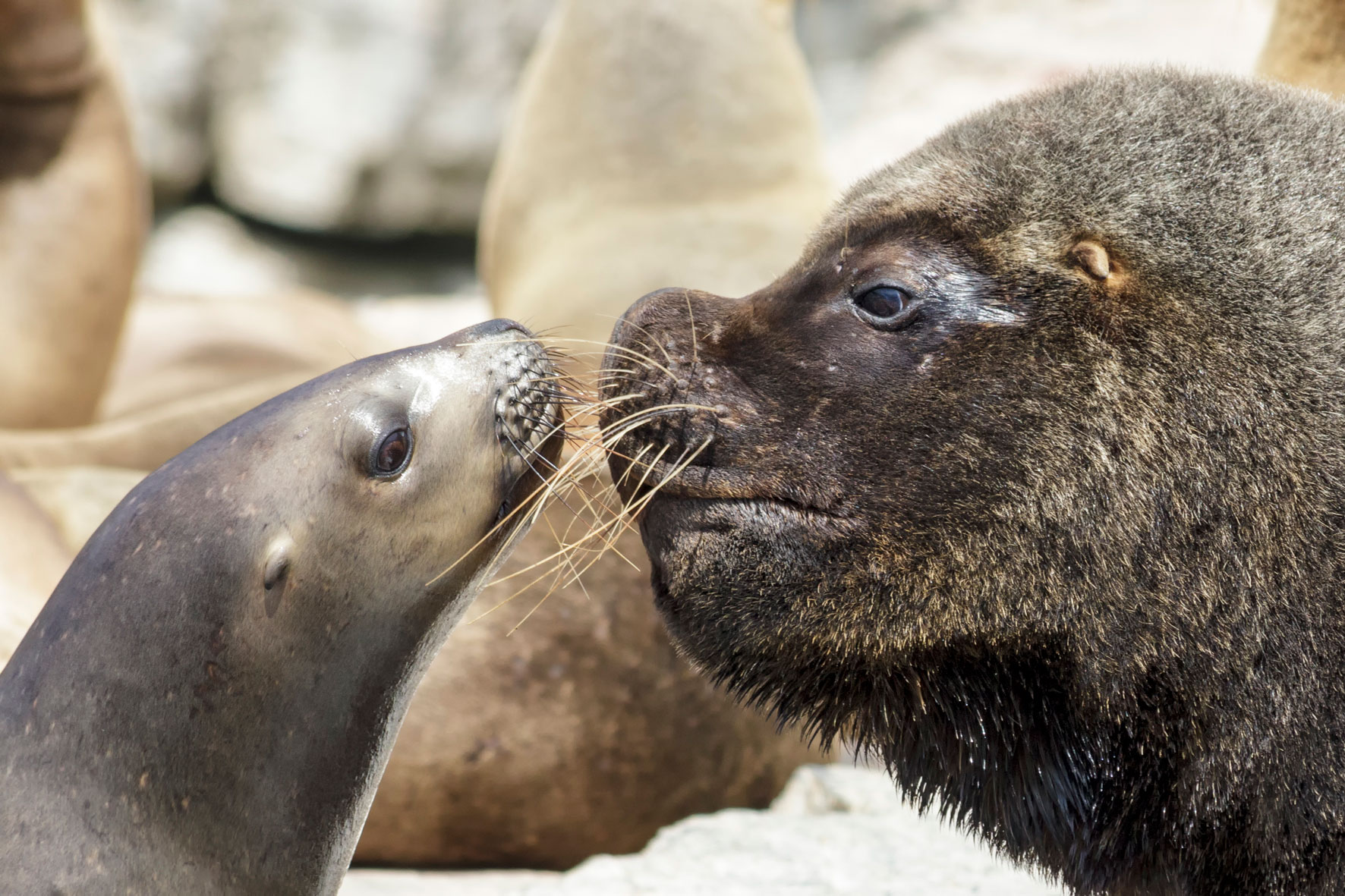 Los lobos marinos de Chile, grandes guardianes de la costa