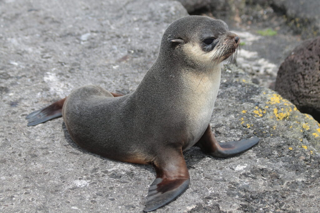 Lobo marino subantartico (Arctocephalus tropicalis). Créditos: ©Adrien Pajot