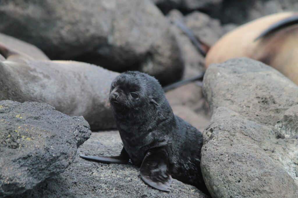 Lobo marino subantartico (Arctocephalus tropicalis). Créditos: ©Adrien Pajot