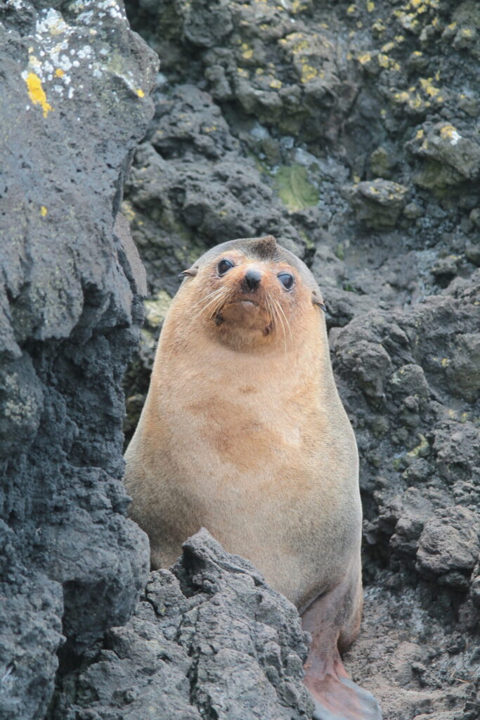 Lobo marino subantartico (Arctocephalus tropicalis). Créditos: ©Adrien Pajot
