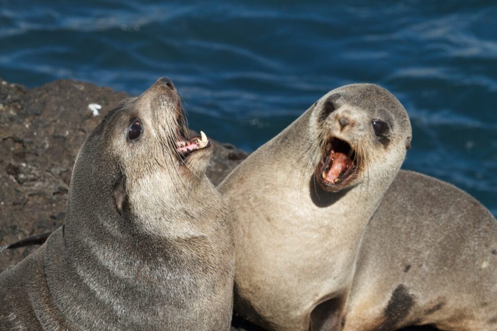 Lobo marino subantartico (Arctocephalus tropicalis). Créditos: ©Brian Gratwicke
