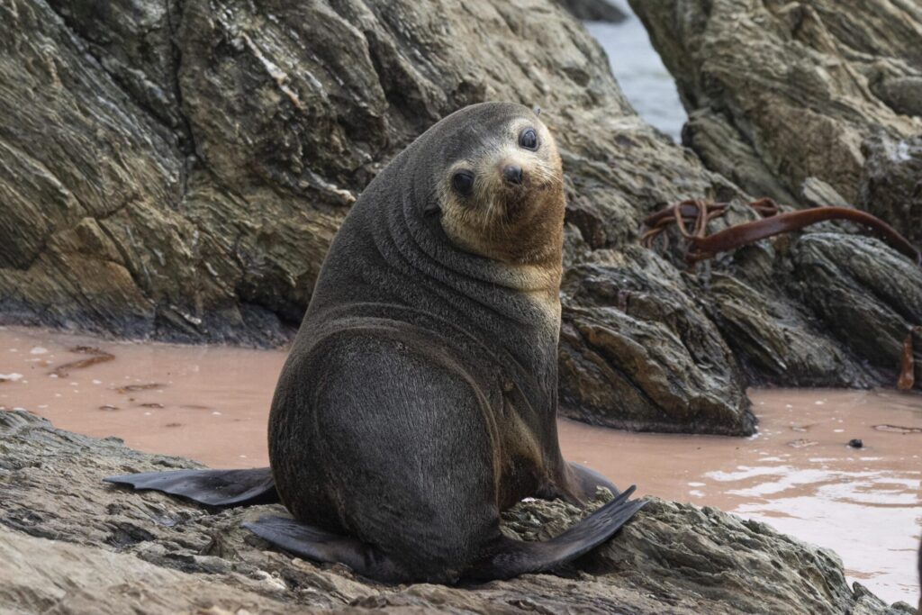 Lobo marino subantartico (Arctocephalus tropicalis). Créditos: ©Oscar Thomas