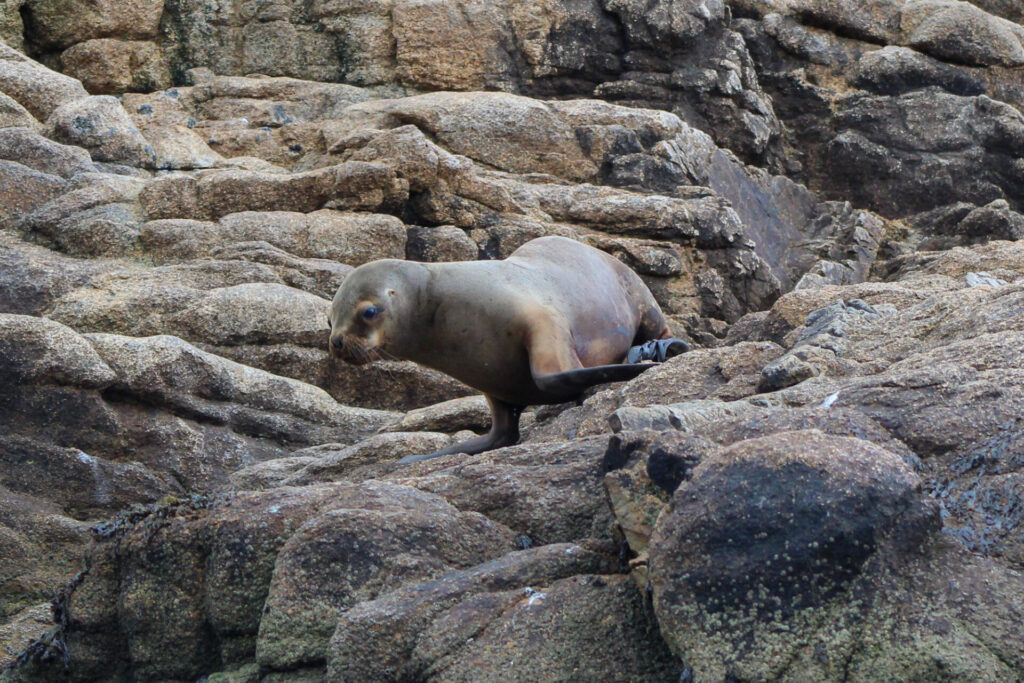Lobo marino común(Otaria flavescens). Créditos: ©Tamara Núñez