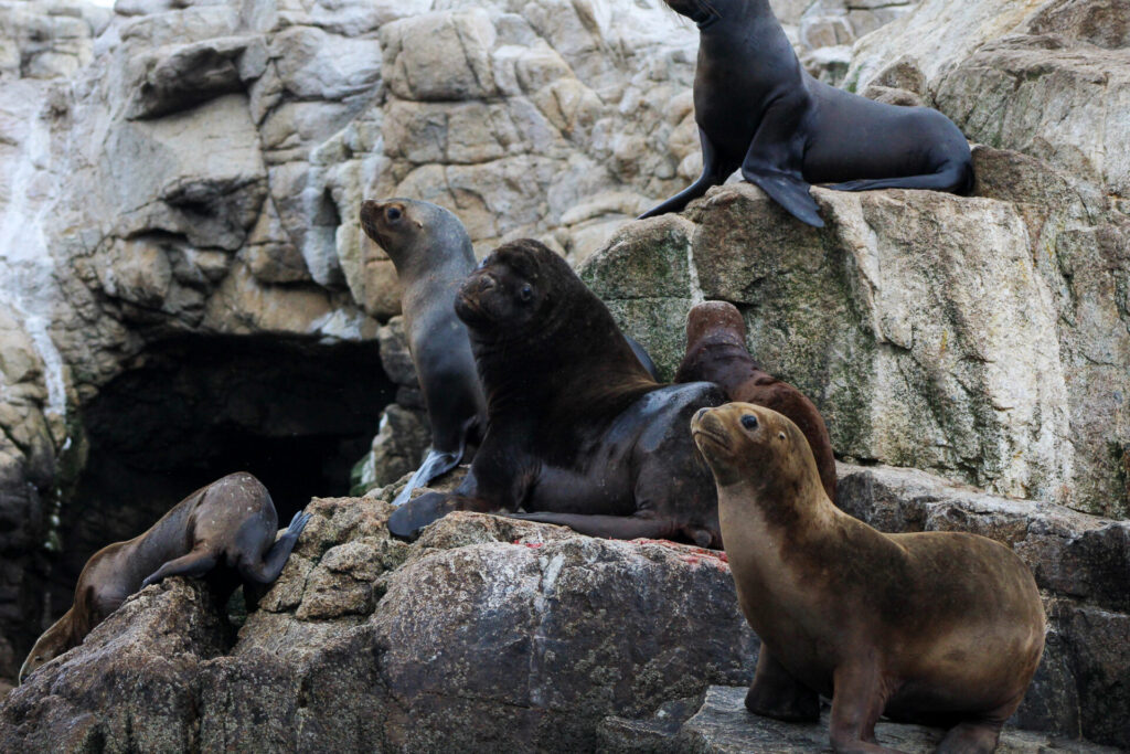 Lobo marino común(Otaria flavescens). Créditos: ©Tamara Núñez