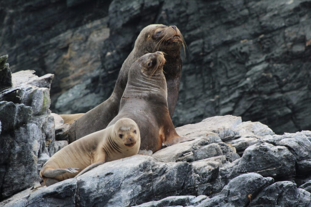 Lobo marino común(Otaria flavescens). Créditos: ©Tamara Núñez