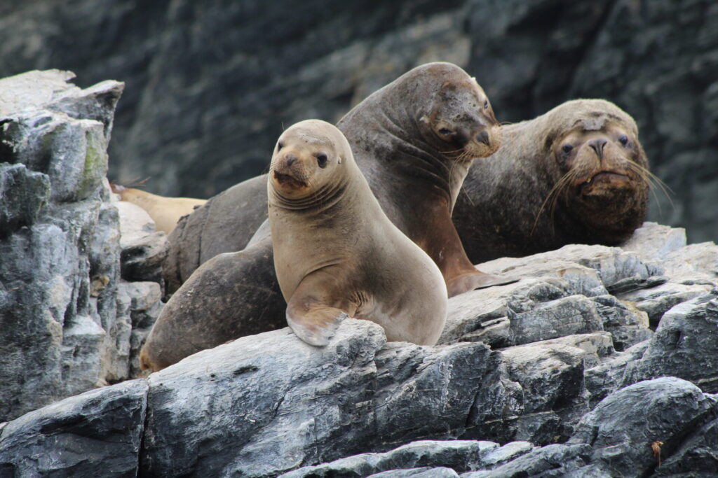 Lobo marino común(Otaria flavescens). Créditos: ©Tamara Núñez