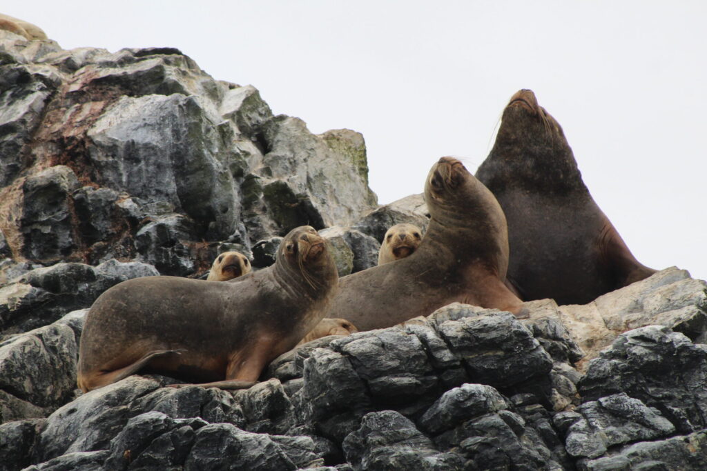 Lobo marino común(Otaria flavescens). Créditos: ©Tamara Núñez