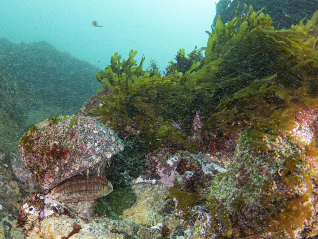 Loco en el refugio marino de Maitencillo. Crédito Mauricio Altamirano