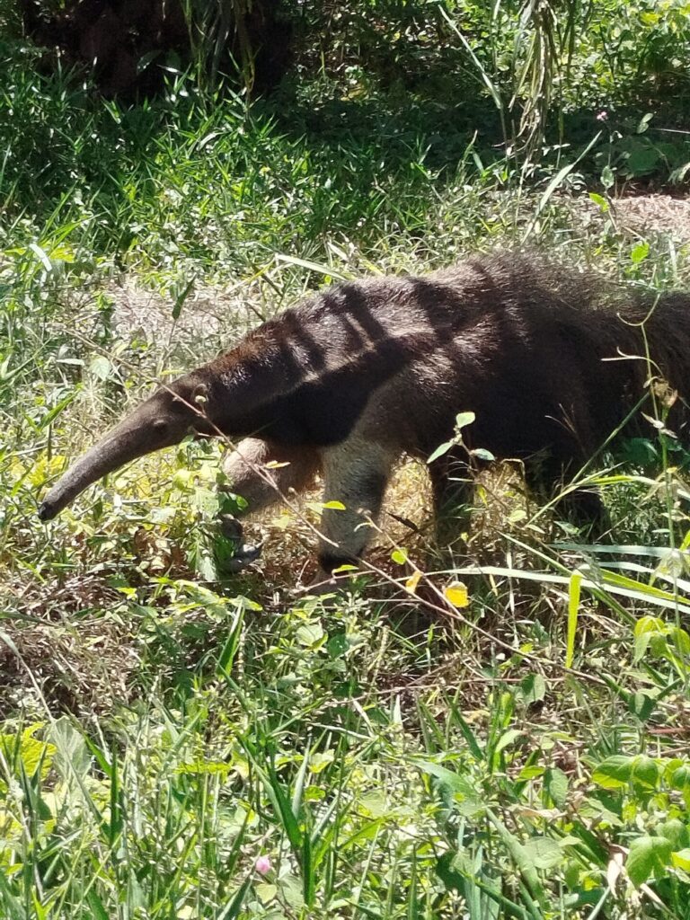 El oso hormiguero gigante aún se trata de adaptar a nuevos habitats