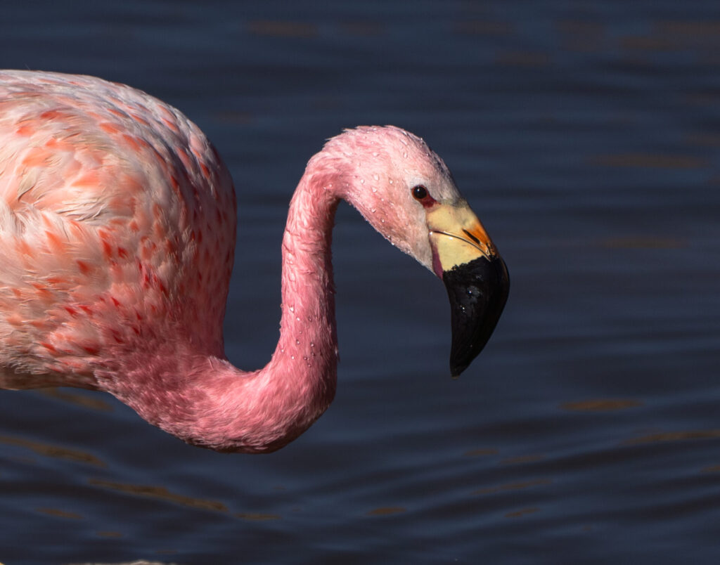 Flamenco Andino anidación.
