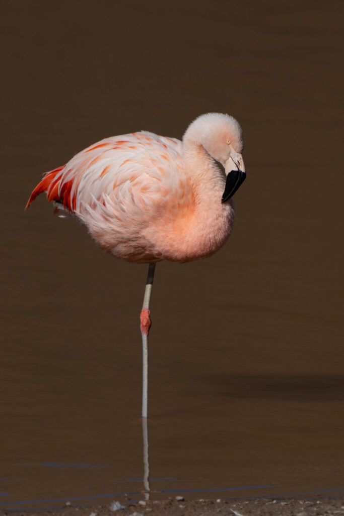 Flamenco Andino anidación.