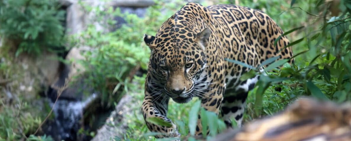 Mandiyurenda, la nueva área protegida en el Chaco boliviano que cuida al jaguar y el agua