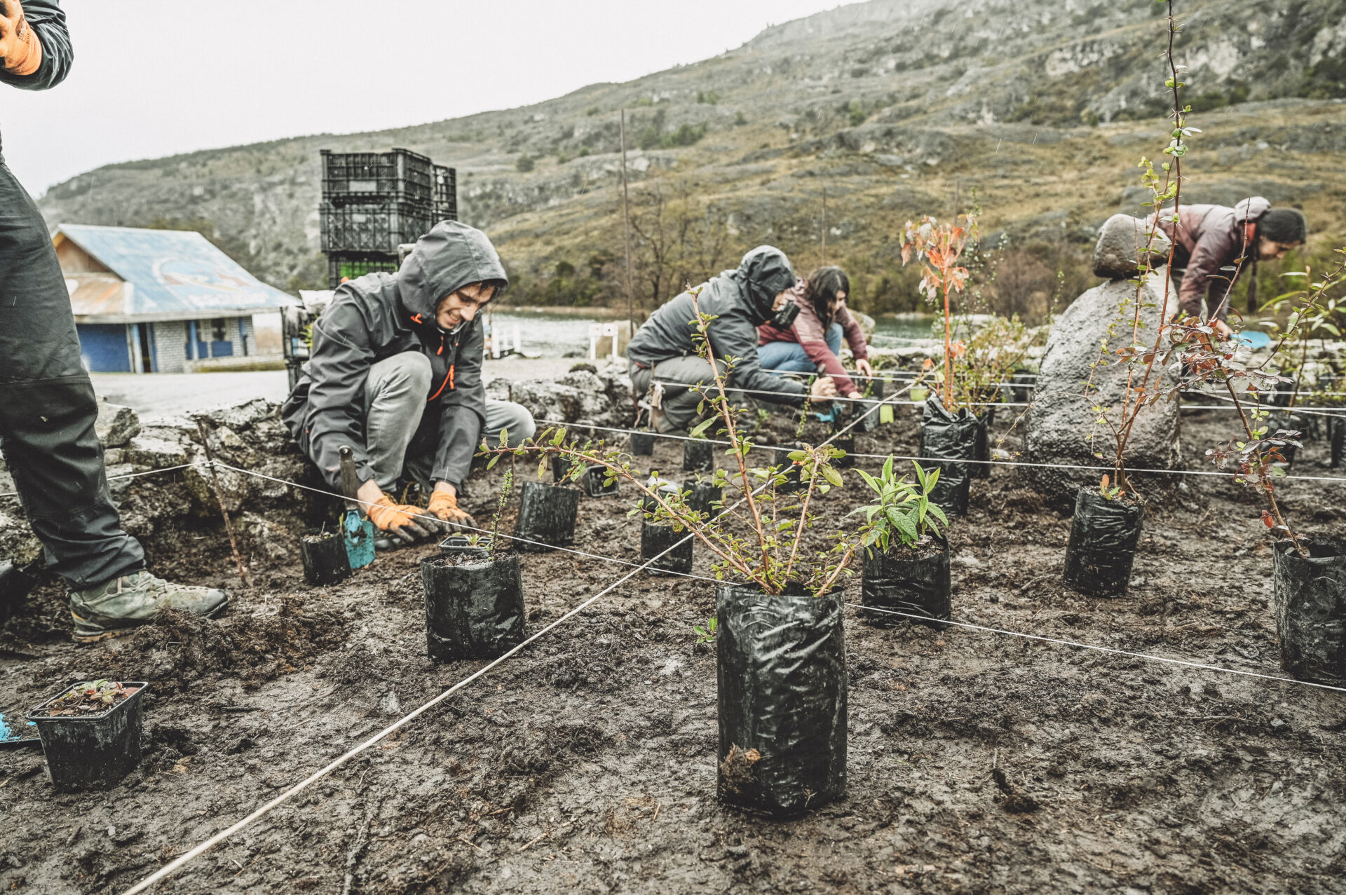 Con plantación comunitaria de más de mil nativos, impulsan innovador proyecto de restauración en Cochrane
