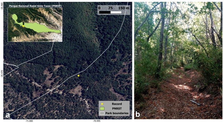 a) Ubicación del área de estudio y registros de individuos del “monito de Pancho”. b) vista de la zona de captura. / a) Ubicación del área de estudio y registros de individuos de “monito de Pancho”. b) Vista de la zona de captura.